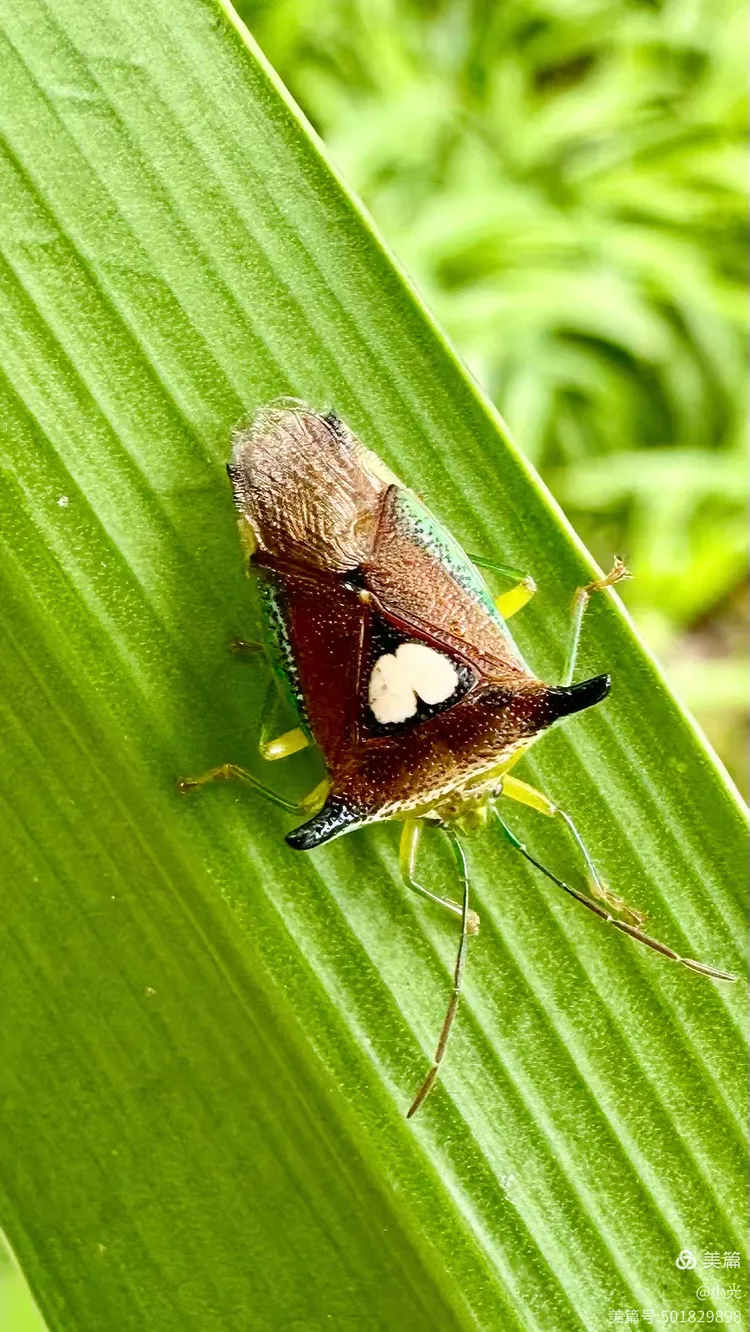 椿象科伊锥同蝽